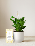 Peace Lily Plant