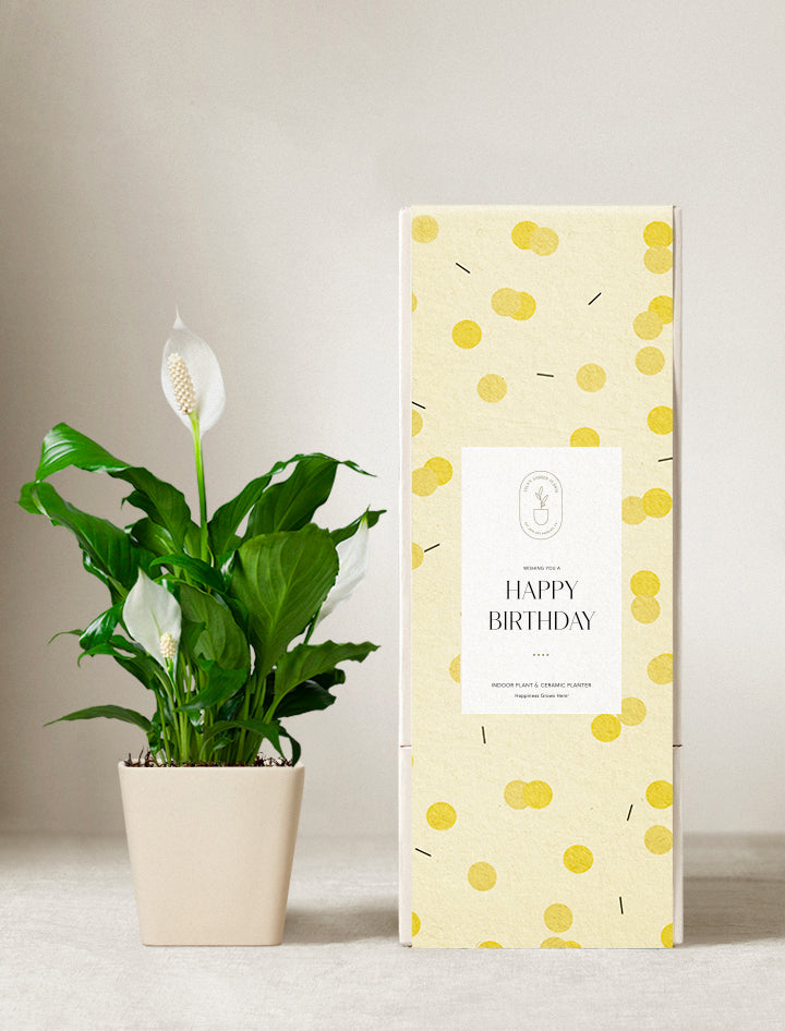 peace lily cubicle Peace Lily Plant | Plant Gifts