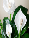 Holiday Peace Lily Plant - Image 