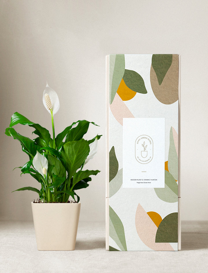 sending a peace lily plant Peace Lily Plant | Plant Gifts