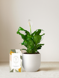 Peace Lily Plant