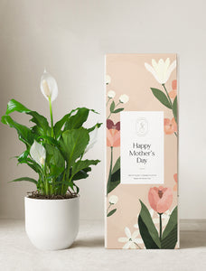Peace Lily Plant