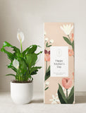 Peace Lily Plant