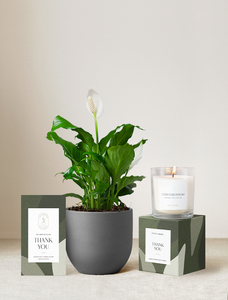 Thank You Plant Gift Set
