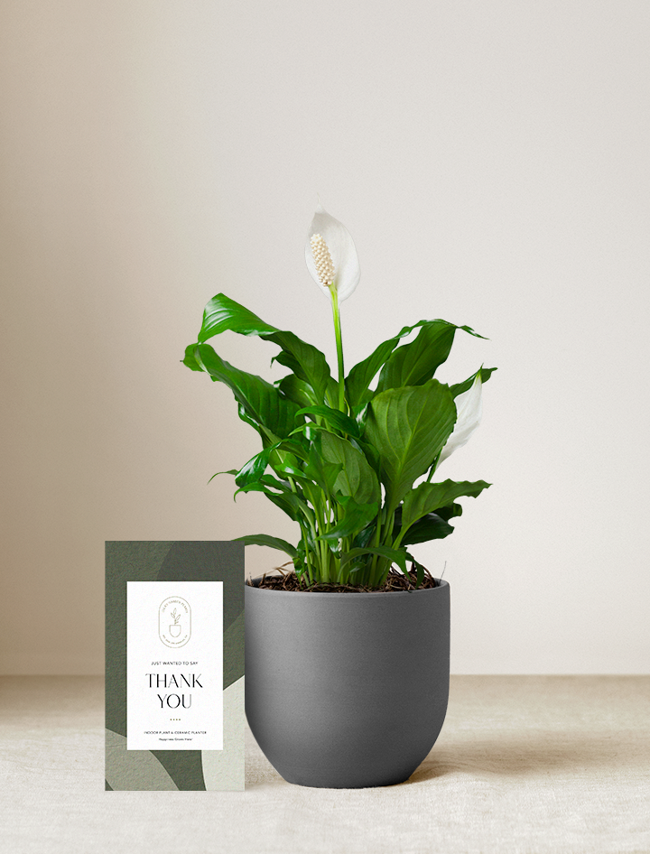 Peace Lily Plant