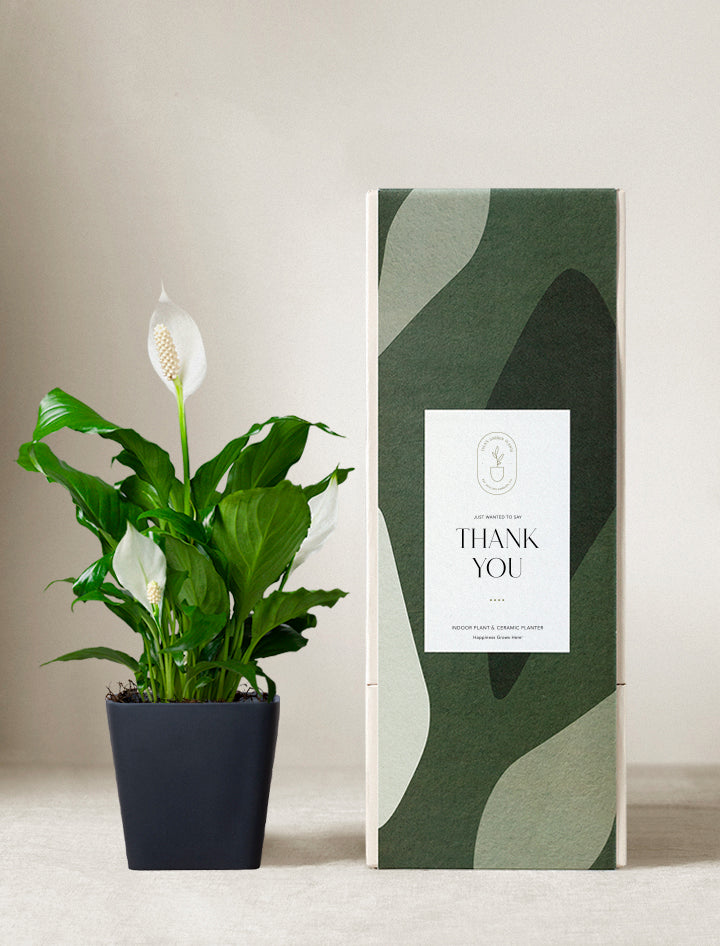 peace lily bedroom plants Peace Lily Plant | Plant Gifts