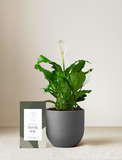 Peace Lily Plant