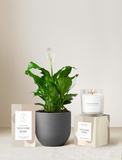 Welcome Home Plant Gift Set