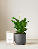 Peace Lily Plant