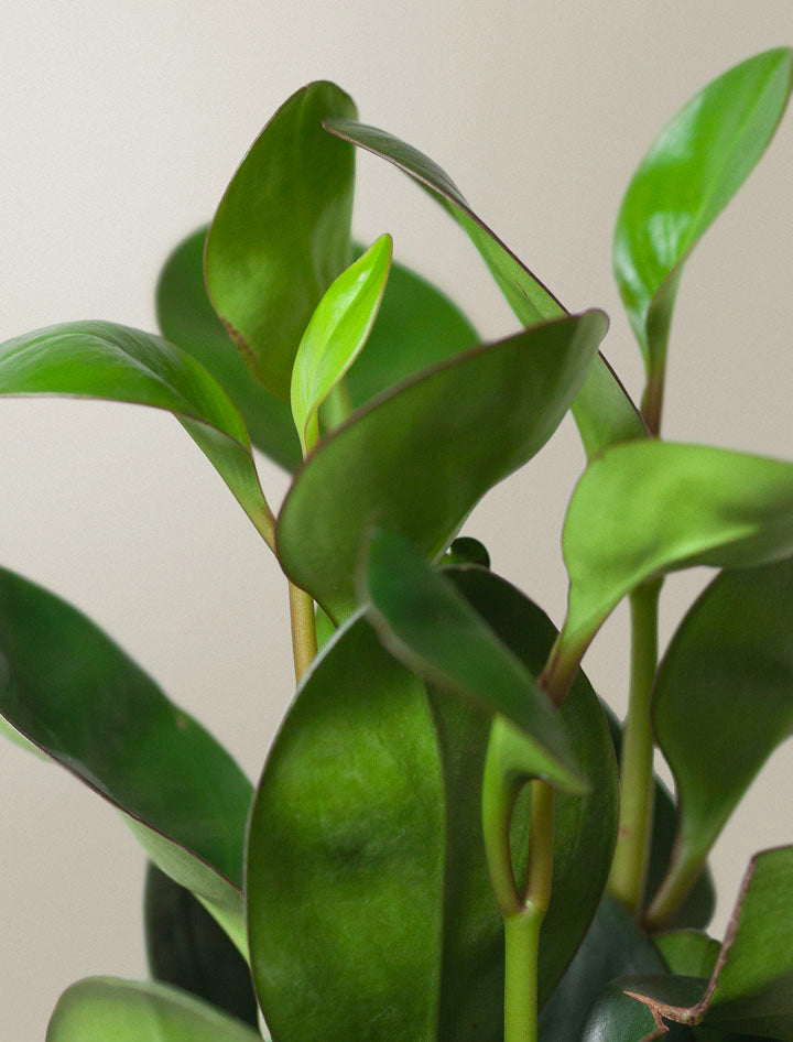 Peperomia Plant