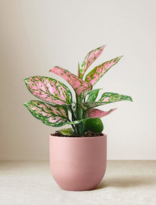 Aglaonema Pink Plant