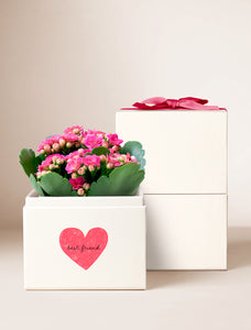 Friendship Day Pink Kalanchoe Garden