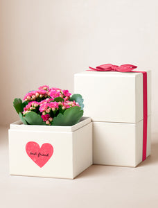 Friendship Day Pink Kalanchoe Garden