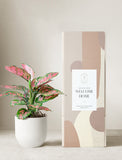 Pink Aglaonema Plant