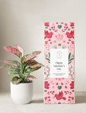 Pink Aglaonema Plant