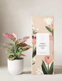 Pink Aglaonema Plant