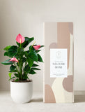 Pink Anthurium Plant