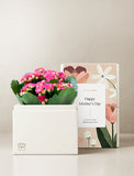 Pink Kalanchoe Garden