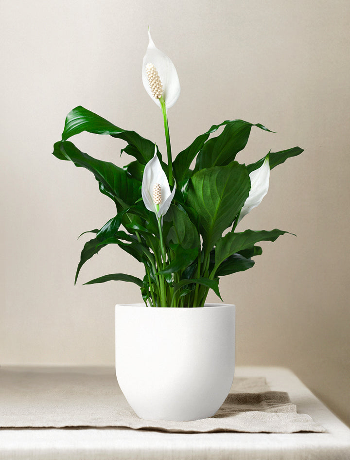 Holiday Plants
