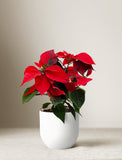 Holiday Plants