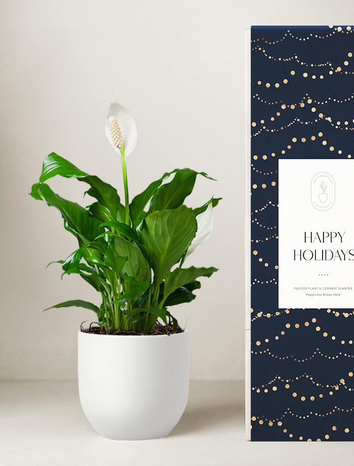 Holiday Corporate Peace Lily Plant