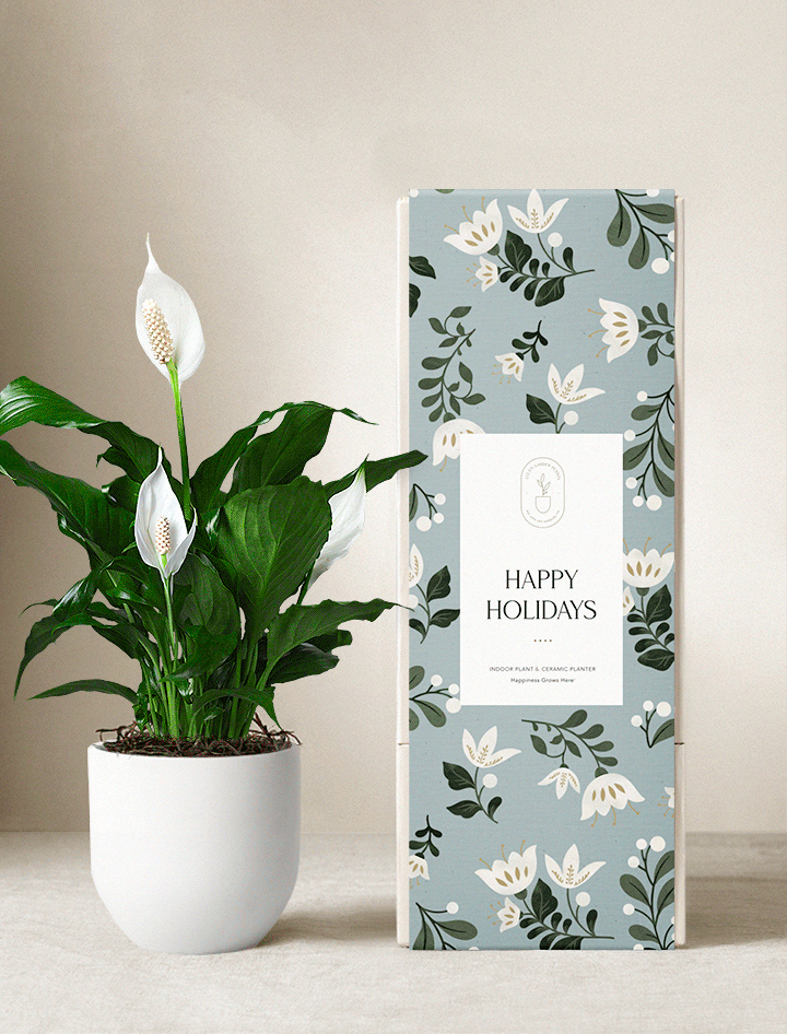 Holiday Plants