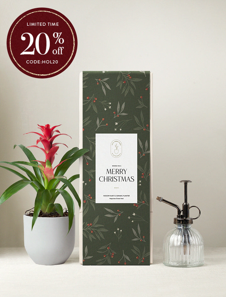 Christmas Red Bromeliad Plant & Mister