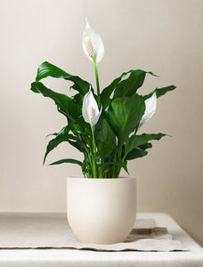 Christmas Plants