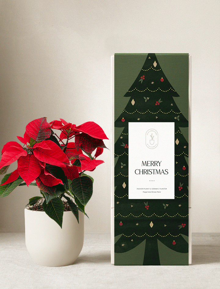 Christmas Plants