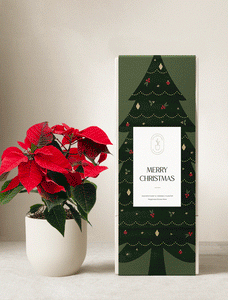Christmas Plants