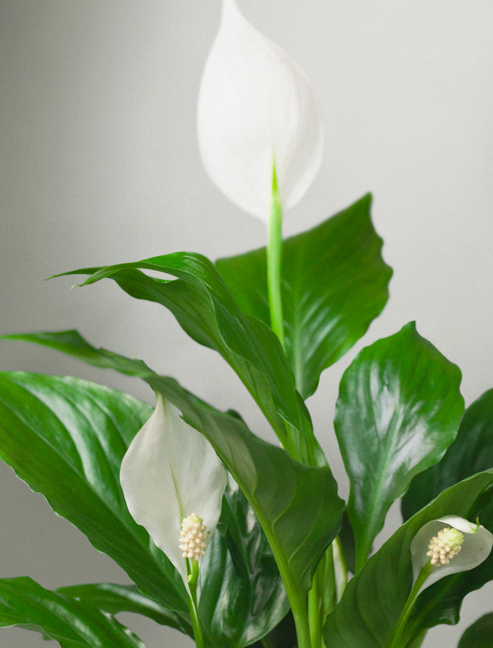 Peace Lily Plant & Mister