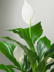 Holiday Peace Lily Plant & Mister