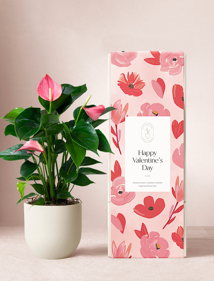 Valentine's Day Pink Anthurium Plant & Candle & Matches