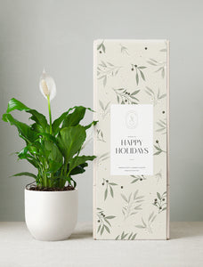 Holiday Peace Lily Plant & Mister