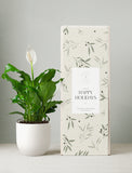 Holiday Peace Lily Plant & Mister