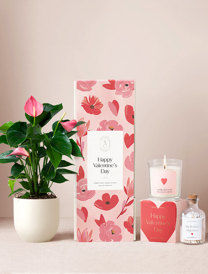 Valentine's Day Pink Anthurium Plant & Candle & Matches