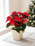 Christmas Poinsettia Plant - Image 