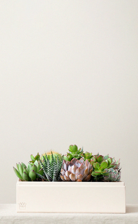 Succulent Gifts | Corporate Gifts | Lula's Garden