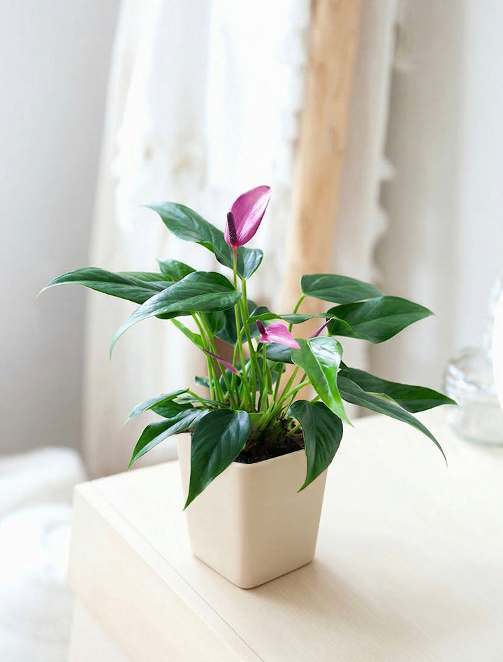 anthurium mother's day plants Mother's Day Gifts | Succulent Gardens | Lula's Garden