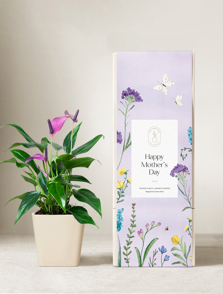 lavender plant mother's day Mother's Day Gifts | Succulent Gardens | Lula's Garden