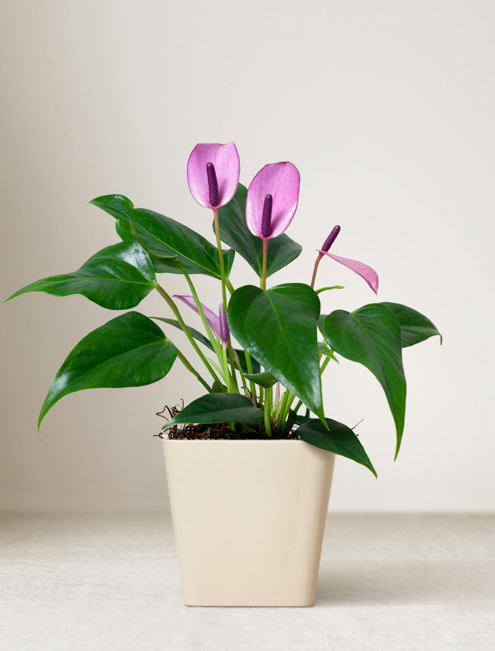 planter anthurium Mother's Day Gifts | Succulent Gardens | Lula's Garden