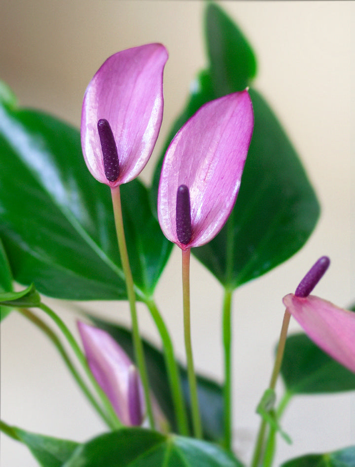 anthurium violet flower Mother's Day Gifts | Succulent Gardens | Lula's Garden