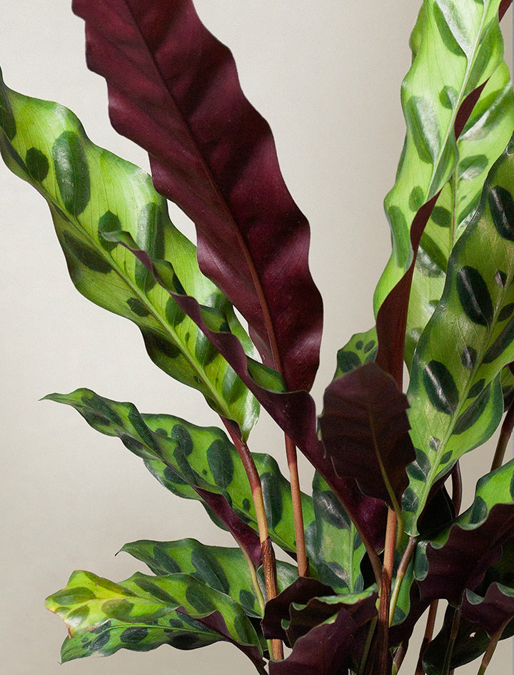 Calathea Rattlesnake Plant