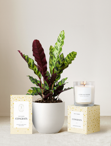 Congrats Plant Gift Set