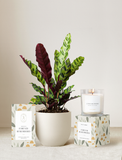 Forever Remembered Plant Gift Set