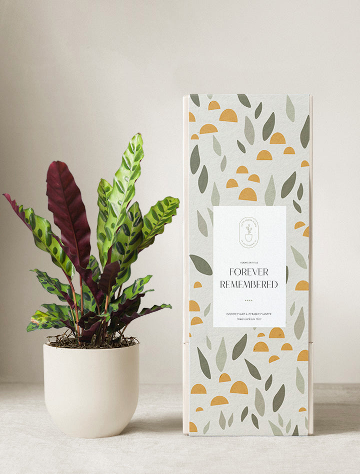 Calathea Rattlesnake Plant