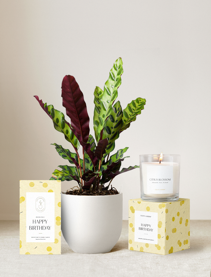 Happy Birthday Plant Gift Set