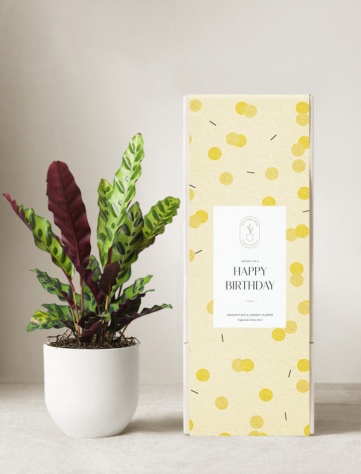 Calathea Rattlesnake Plant