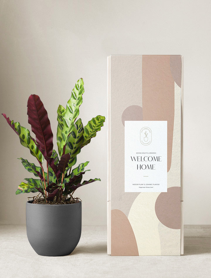 Calathea Rattlesnake Plant