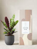 Calathea Rattlesnake Plant